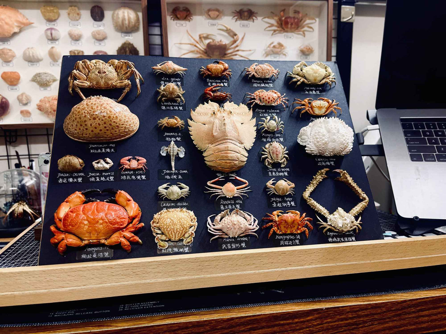 Espécime de caranguejo real Demania Baccalipes, artesanato especial, colecionadores, decoração de casa, ornamento de mesa, personalizado