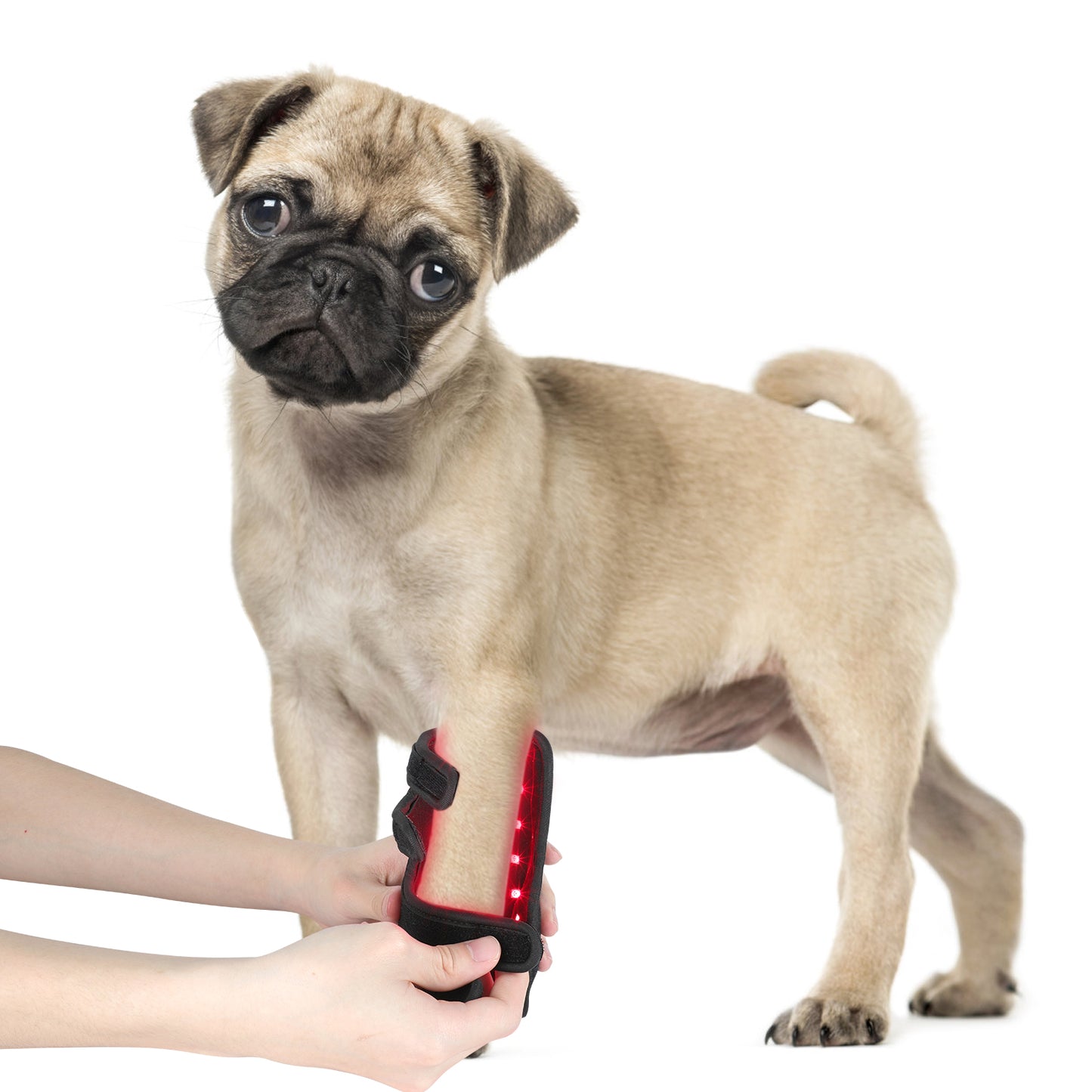 Equipamento de fisioterapia com LED de luz vermelha para uso veterinário, para alívio e redução da dor em cães de estimação.
