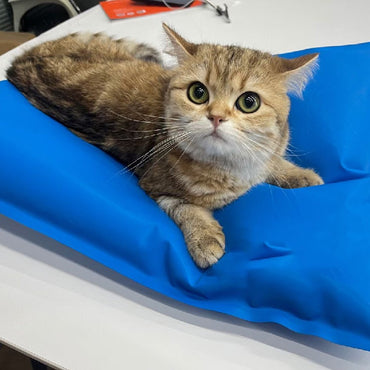 Acessórios Cirúrgicos para Animais Tapete de Posicionamento a Vácuo para Pet Pequeno Bloco de Exame Veterinário Sala de Cuidado de Animais 100x60cm 60x40cm