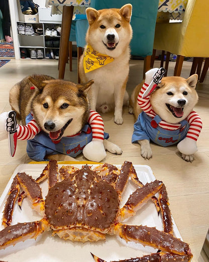 Fantasia de Halloween para Pets Vestido para Cães Pequenos e Médios – Roupa Divertida e Estilosa para Cães Gatos Brincarem com Roupas Engraçadas
