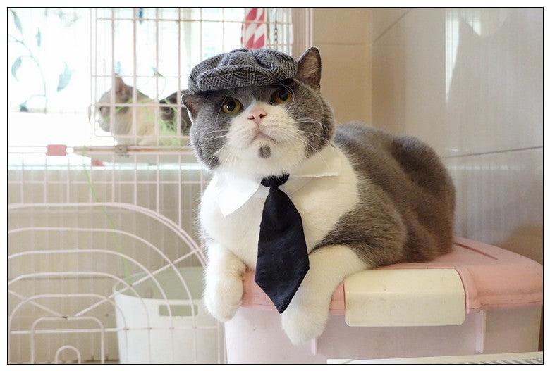 Chapéu Engraçado Para Gatos de Estimação, Boina, Gravata Borboleta, Fantasia de Banho, Gângster Bonito, Adereço de Foto, Fantasia de Halloween Para Animais de Estimação
