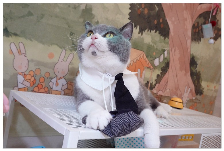 Chapéu Engraçado Para Gatos de Estimação, Boina, Gravata Borboleta, Fantasia de Banho, Gângster Bonito, Adereço de Foto, Fantasia de Halloween Para Animais de Estimação
