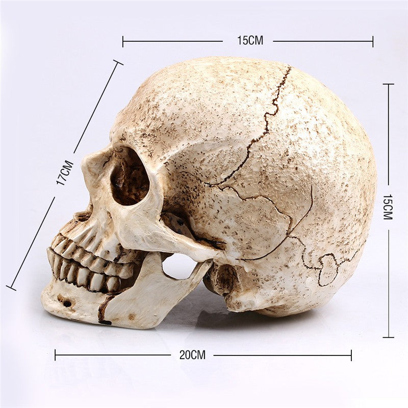 Animal Skull Sculpture for Halloween Decoration Resin Crafts Medical Replica Medical Model Life Replica High Quality 1:1