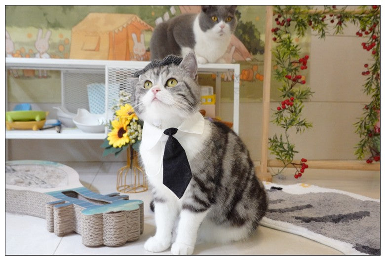 Chapéu Engraçado Para Gatos de Estimação, Boina, Gravata Borboleta, Fantasia de Banho, Gângster Bonito, Adereço de Foto, Fantasia de Halloween Para Animais de Estimação