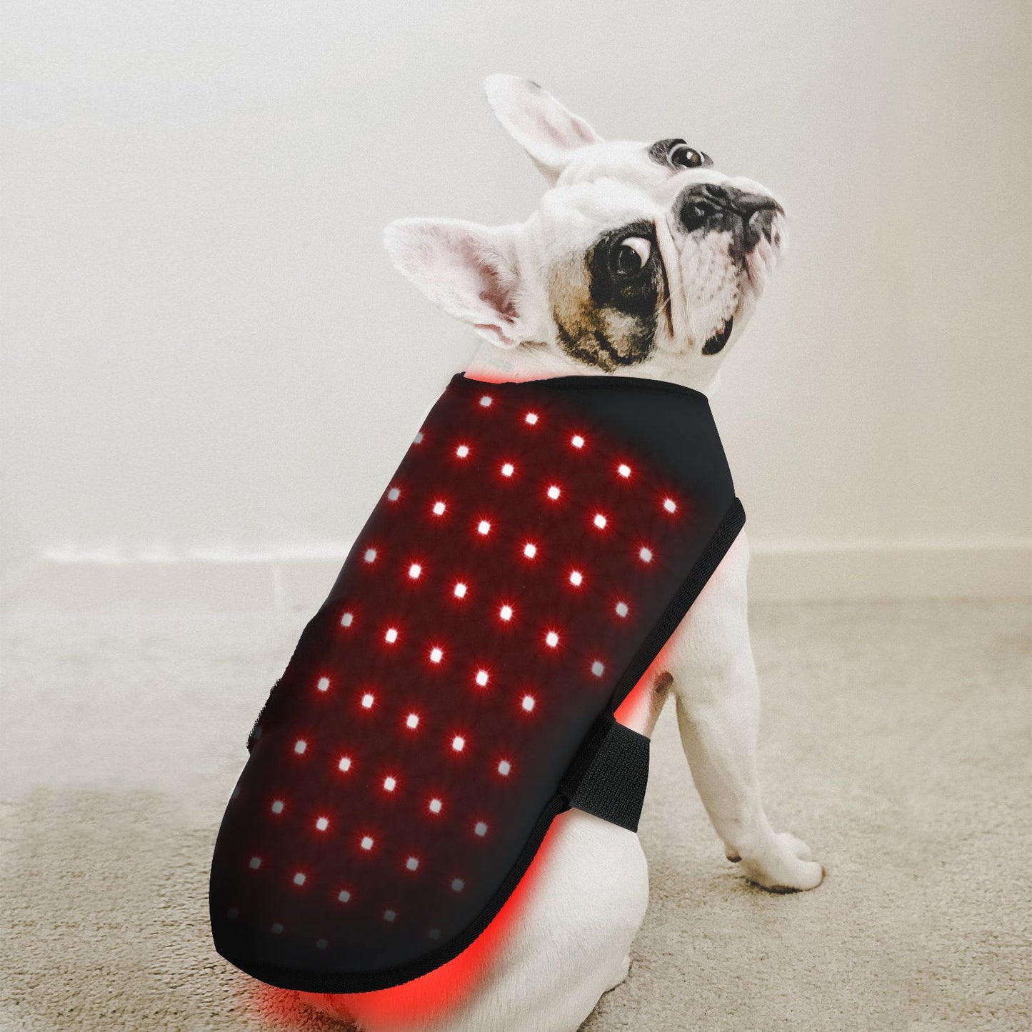 Equipamento de fisioterapia com LED de luz vermelha para uso veterinário, para alívio e redução da dor em cães de estimação.
