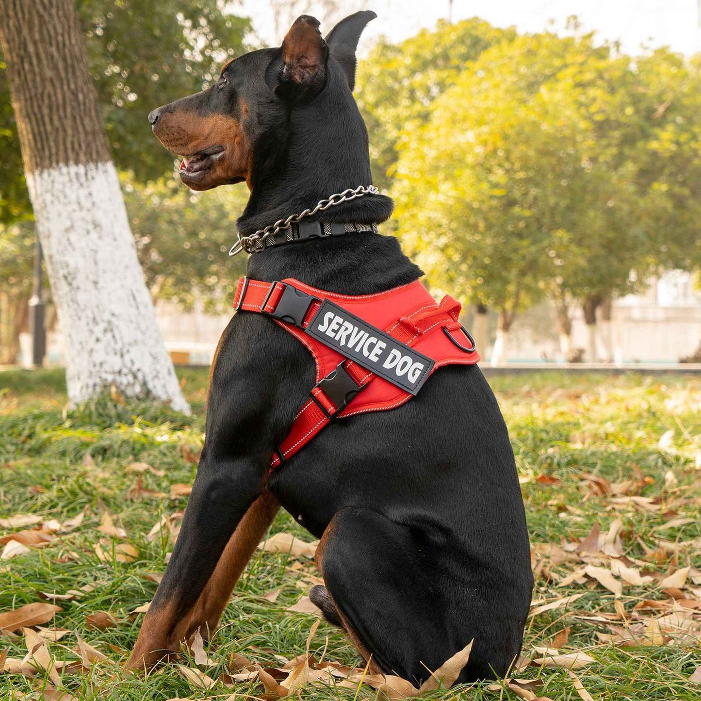 Personalized dog harness custom name tag doberman pinscher breathable adjustable pet harness suitable for medium and large dogs