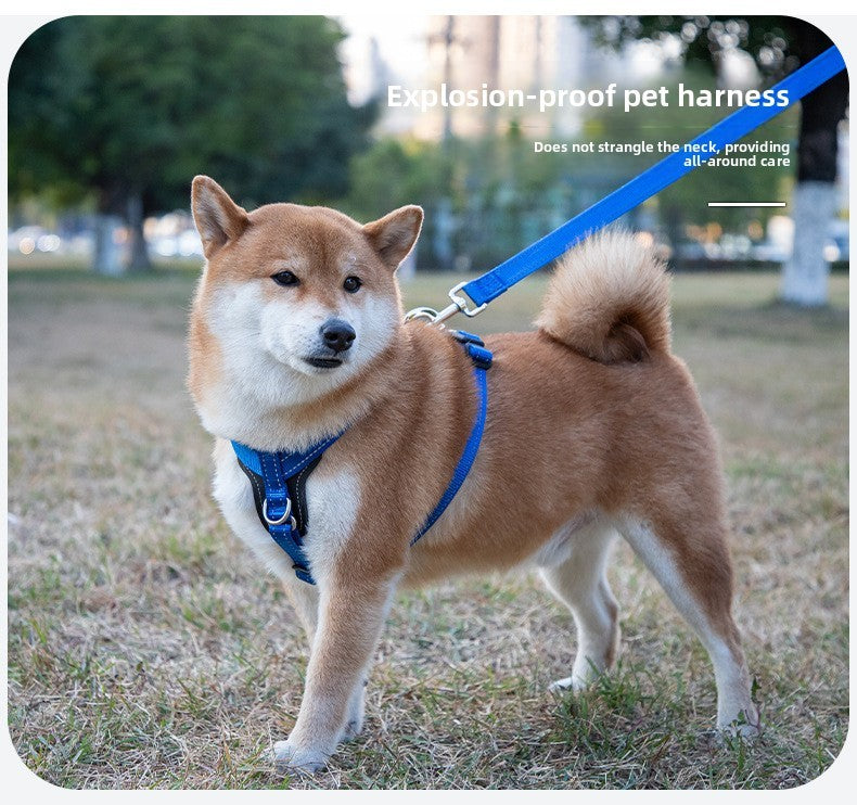 Novas Coleiras de Alta Qualidade, Peitorais, Guia de Couro para Cães de Grande, Médio e Pequeno Porte, Colete Peitoral para Passeio, Suprimentos para Animais de Estimação