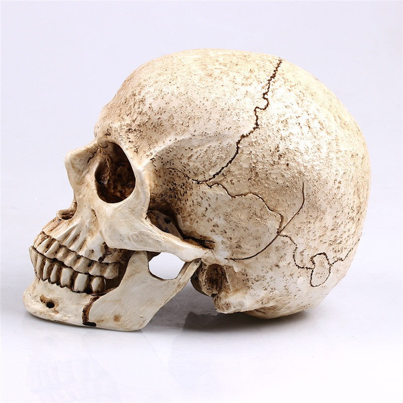 Animal Skull Sculpture for Halloween Decoration Resin Crafts Medical Replica Medical Model Life Replica High Quality 1:1