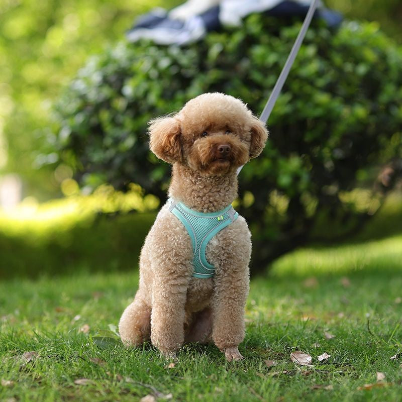 Conjunto de Coleira e Peitoral para Cães Pequenos Ajustável Peitoral Colete para Cães e Gatos Filhotes Bulldog Francês Chihuahua Pug Caminhada ao Ar Livre Guia Coleira