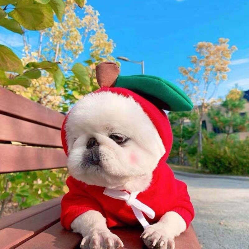 Roupas para Pets Cachorros Moletom com Capuz Fruta Casaco Quente Gato Suéter Fantasia de Inverno para Filhotes Cães de Pequeno Médio Grande Porte e Gatos