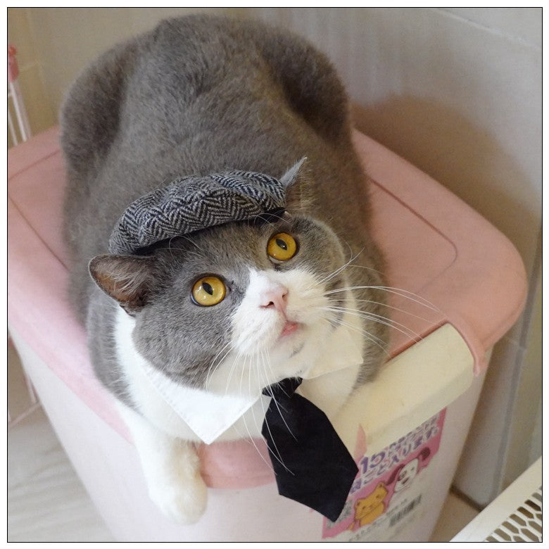 Chapéu Engraçado Para Gatos de Estimação, Boina, Gravata Borboleta, Fantasia de Banho, Gângster Bonito, Adereço de Foto, Fantasia de Halloween Para Animais de Estimação