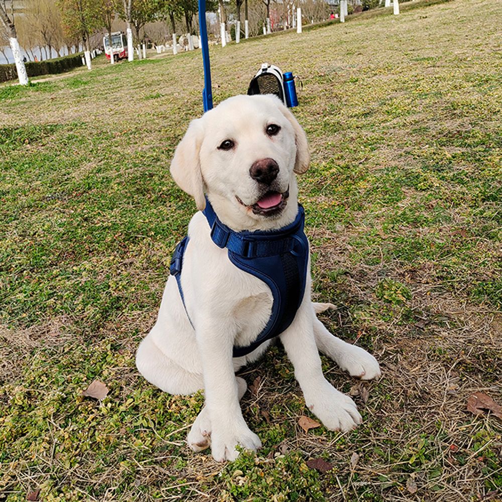 Peitoral para Cães Respirável Leve Ajustável com Alça Peitoral para Caminhada ao Ar Livre Treinamento para Cães Pequenos e Médios