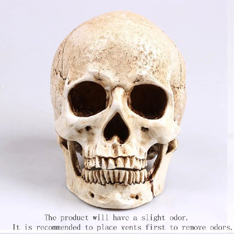 Animal Skull Sculpture for Halloween Decoration Resin Crafts Medical Replica Medical Model Life Replica High Quality 1:1