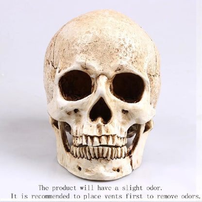 Animal Skull Sculpture for Halloween Decoration Resin Crafts Medical Replica Medical Model Life Replica High Quality 1:1