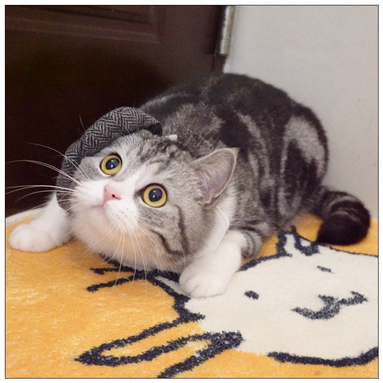 Chapéu Engraçado Para Gatos de Estimação, Boina, Gravata Borboleta, Fantasia de Banho, Gângster Bonito, Adereço de Foto, Fantasia de Halloween Para Animais de Estimação