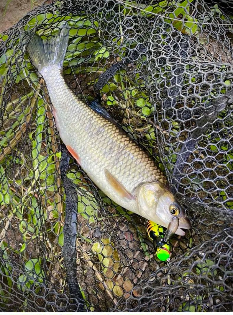 Kingdom Wasp Crawl Bait 4.2g 40mm 6.6g 48mm Iscas flutuantes biônicas de inseto artificiais de superfície para pesca de robalo, carpa e lúcio
