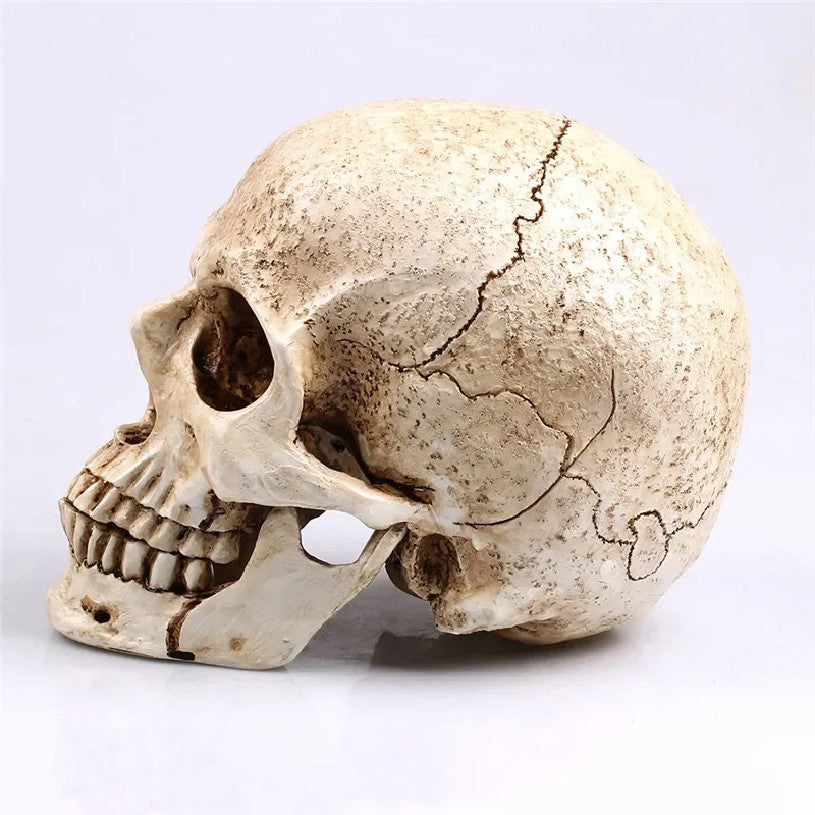 Animal Skull Sculpture for Halloween Decoration Resin Crafts Medical Replica Medical Model Life Replica High Quality 1:1