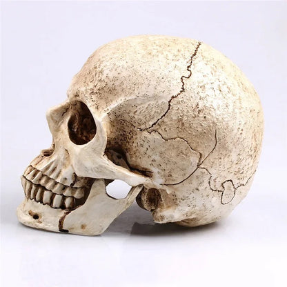 Animal Skull Sculpture for Halloween Decoration Resin Crafts Medical Replica Medical Model Life Replica High Quality 1:1
