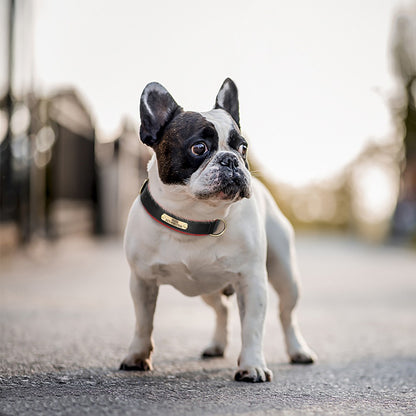 Coleira de cachorro personalizada em couro PU, gravação gratuita, coleiras de identificação de cachorro, coleiras acolchoadas macias para cães pequenos, médios e grandes, ajustáveis