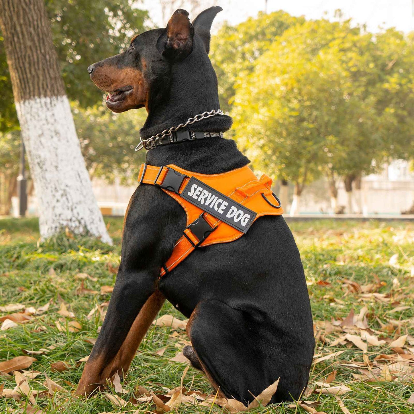 Personalized dog harness custom name tag doberman pinscher breathable adjustable pet harness suitable for medium and large dogs