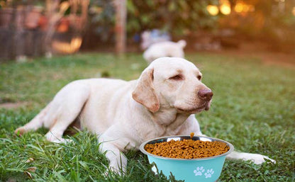 Tigelas Fofas para Cães Médios e Grandes Tigelas de Alimentação Tigelas de Água Aço Inoxidável Tigela Pequena para Ração de Cães Comedouros Elevados para Animais de Estimação