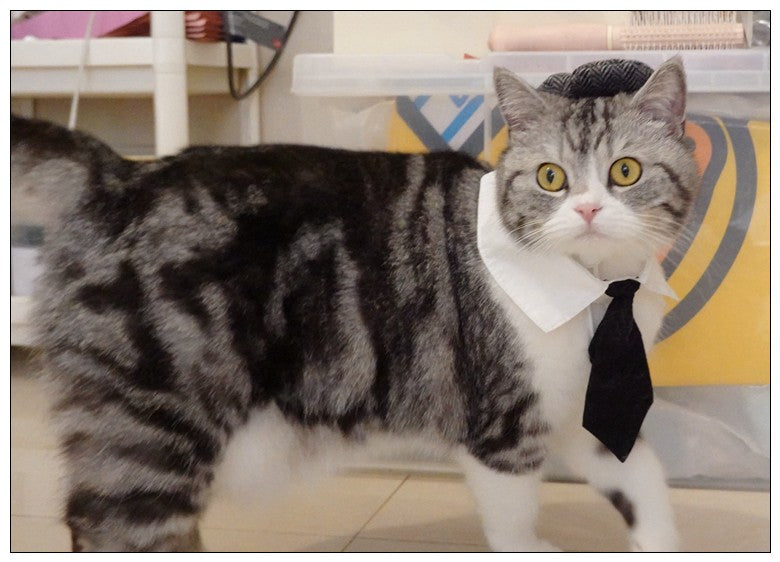 Chapéu Engraçado Para Gatos de Estimação, Boina, Gravata Borboleta, Fantasia de Banho, Gângster Bonito, Adereço de Foto, Fantasia de Halloween Para Animais de Estimação