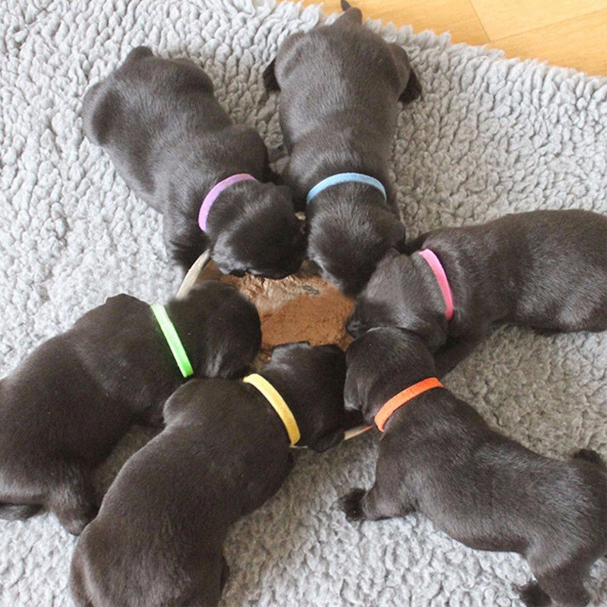 12 Colors Cat Dog New Pet Identification Collar for Kittens and Puppies, Colorful Collar for Puppy Birth Marking