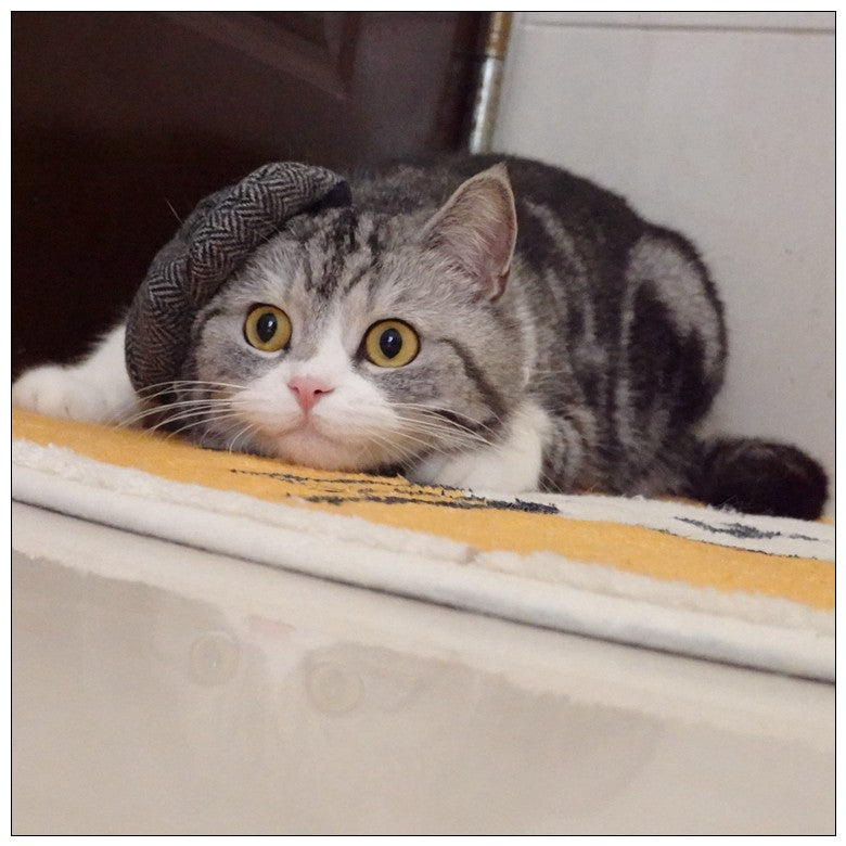 Chapéu Engraçado Para Gatos de Estimação, Boina, Gravata Borboleta, Fantasia de Banho, Gângster Bonito, Adereço de Foto, Fantasia de Halloween Para Animais de Estimação
