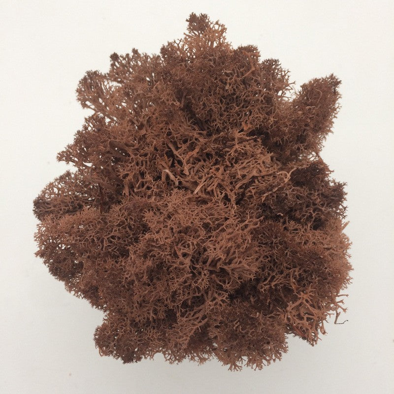 200/1000g Quality Artificial Green Plant Eternal Life Moss Fake Flower Moss Grass Home Living Decorative Wall DIY Micro Landscap