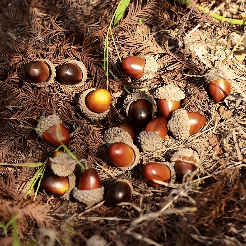 Realistic Artificial Acorns | Mixed Brown Tones Decor for DIY Crafts, Thanksgiving Halloween Christmas Home Party Decorations