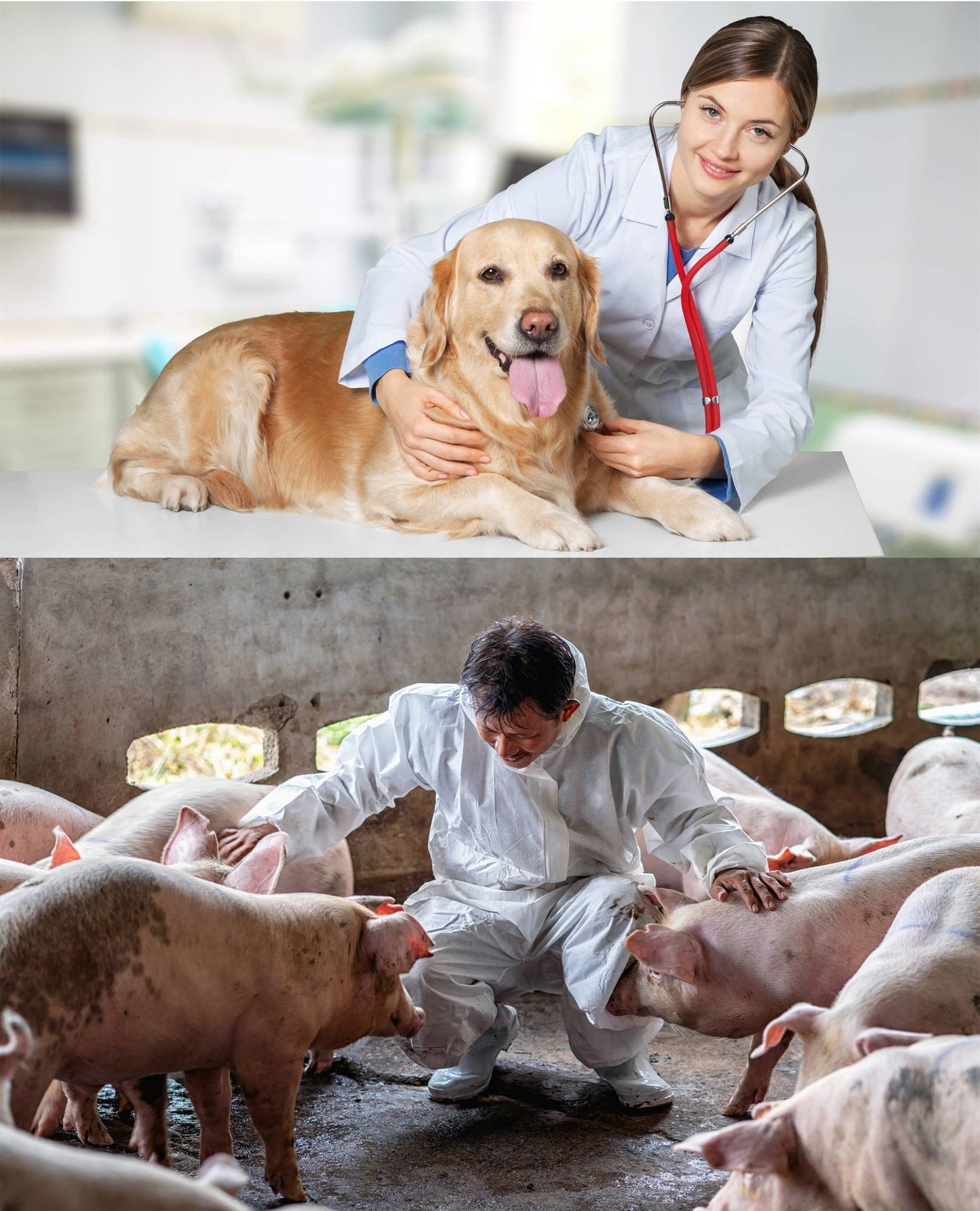 Máquina de Ultrassom Veterinário Portátil com Sondas (B, BB, 4B, B+M, M) para Hospital Veterinário, Casa, Fazenda
