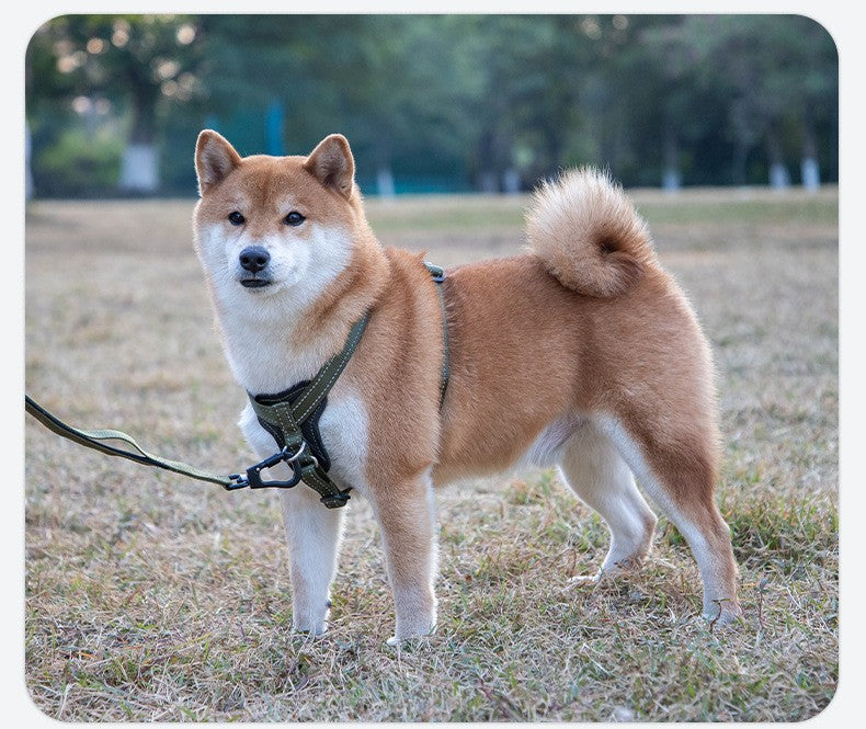 Novas Coleiras de Alta Qualidade, Peitorais, Guia de Couro para Cães de Grande, Médio e Pequeno Porte, Colete Peitoral para Passeio, Suprimentos para Animais de Estimação