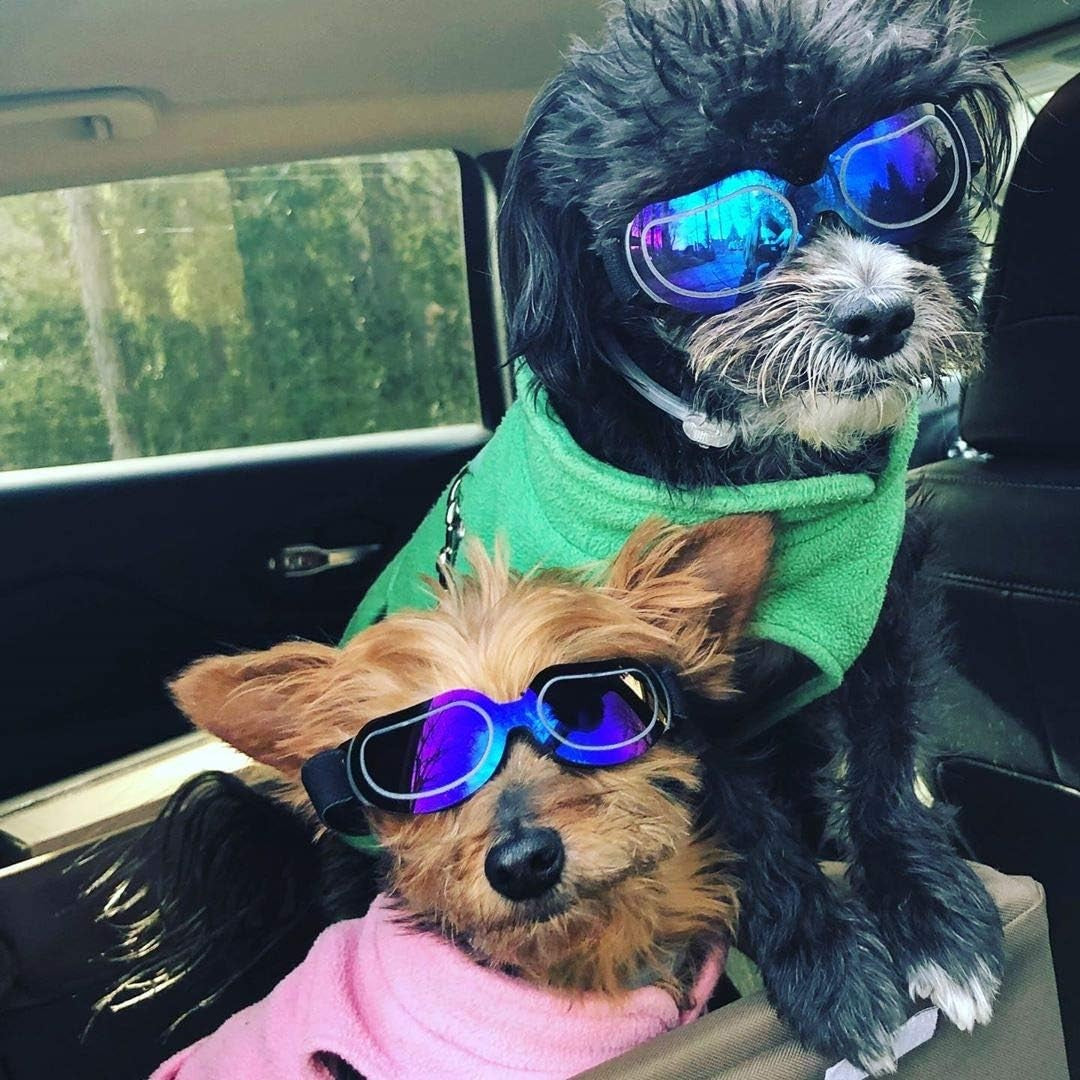 ATUBAN Capacete e Óculos de Sol para Cães Pequenos, Óculos de Proteção UV para Cães Médios, para Cães Dirigirem ao Ar Livre e Passearem