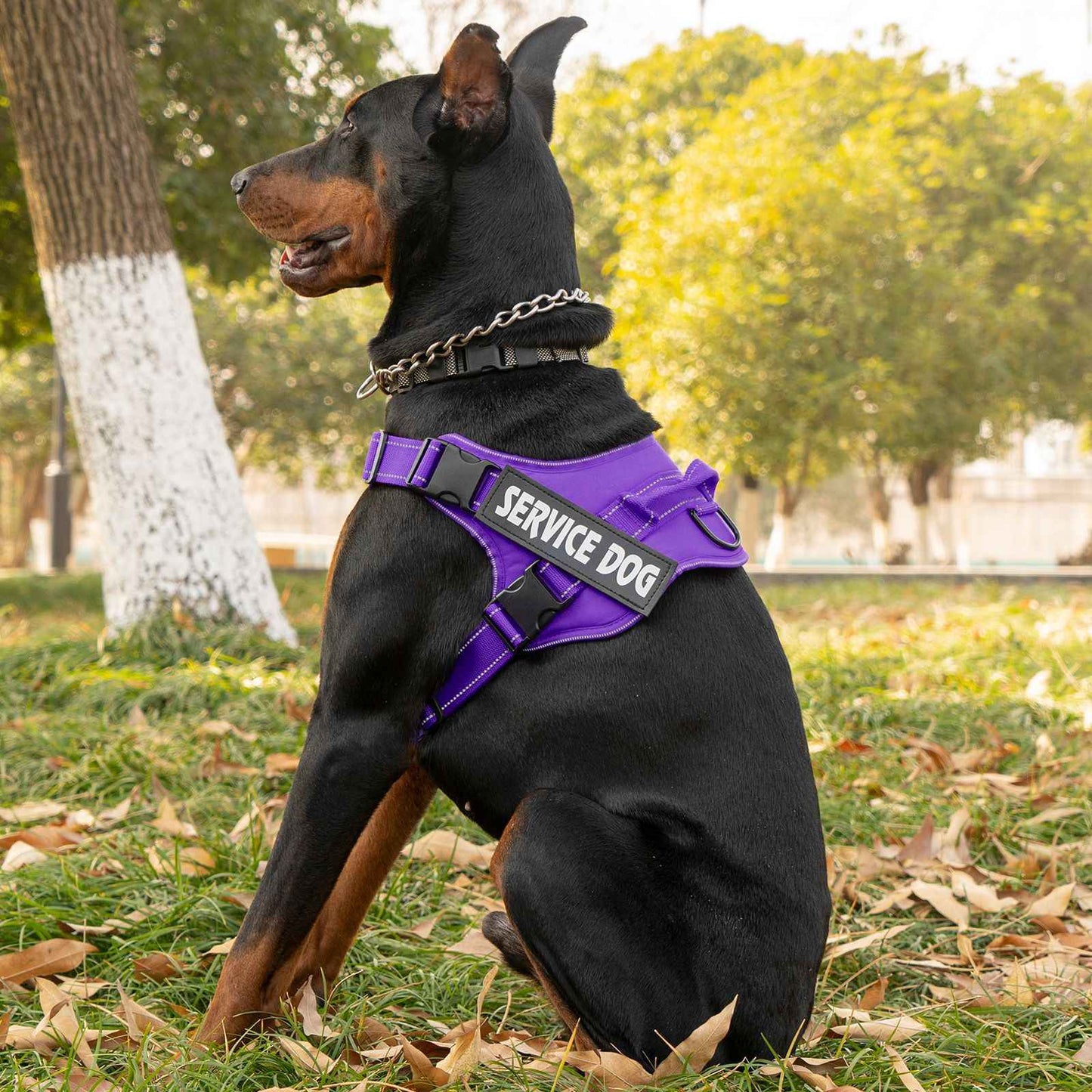 Personalized dog harness custom name tag doberman pinscher breathable adjustable pet harness suitable for medium and large dogs