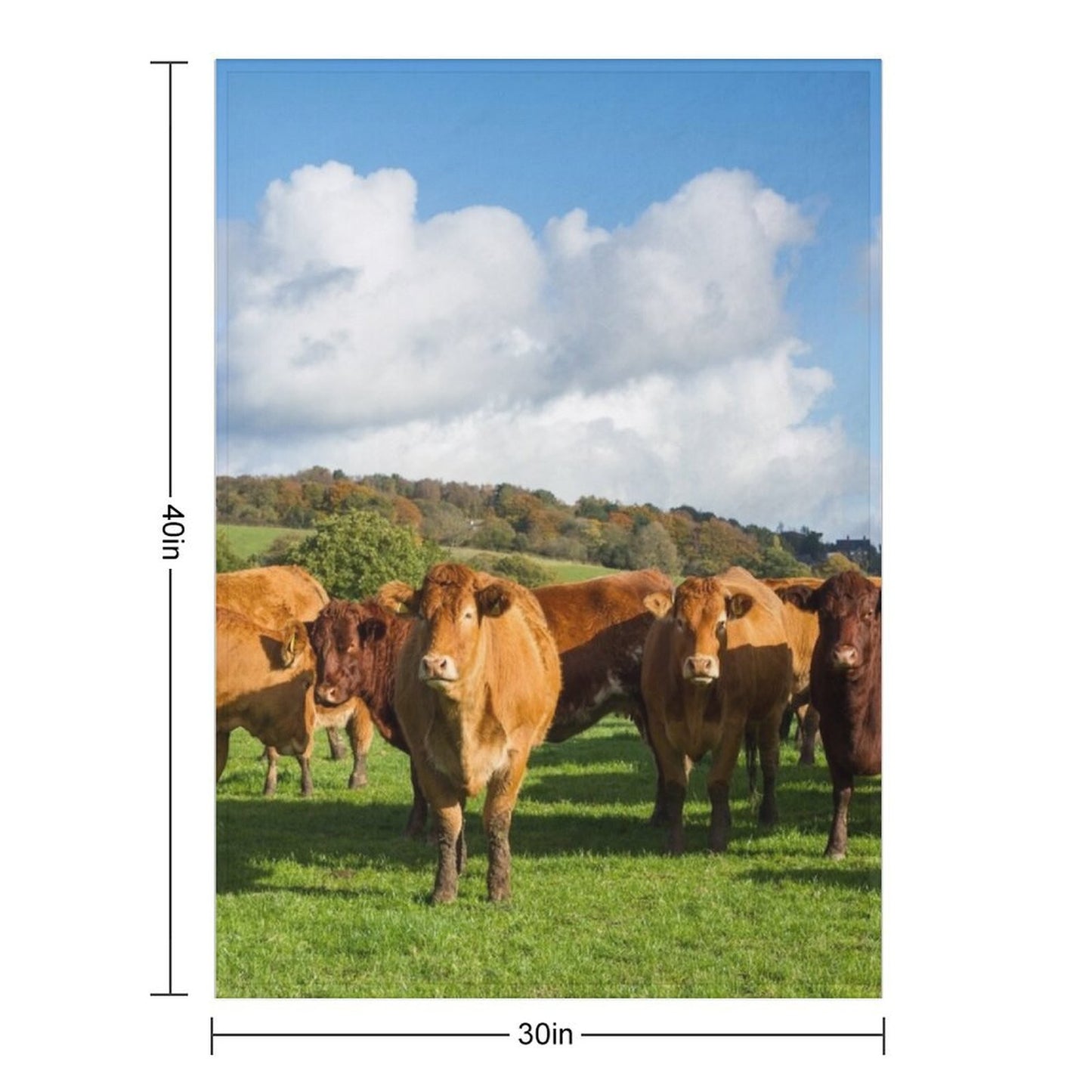 Mantas Pesadas e Macias de Vaca Limousin, Cobertor Fofo