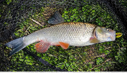 Kingdom Wasp Crawl Bait 4.2g 40mm 6.6g 48mm Iscas flutuantes biônicas de inseto artificiais de superfície para pesca de robalo, carpa e lúcio