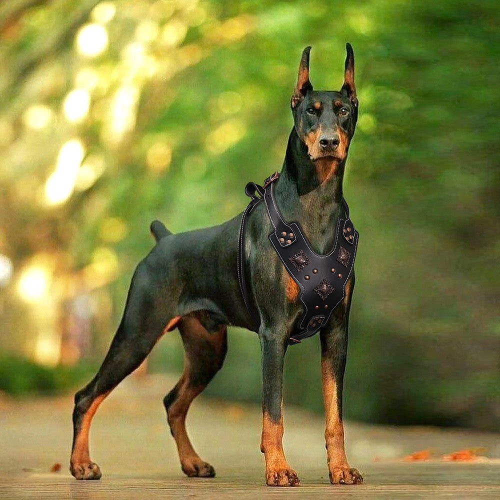 Coleira de Couro Genuíno para Cães, Arnês Durável para Cães Grandes, Coleiras Rebited para Treinamento de Animais de Estimação com Acessórios de Metal para Cães de Médio e Grande Porte