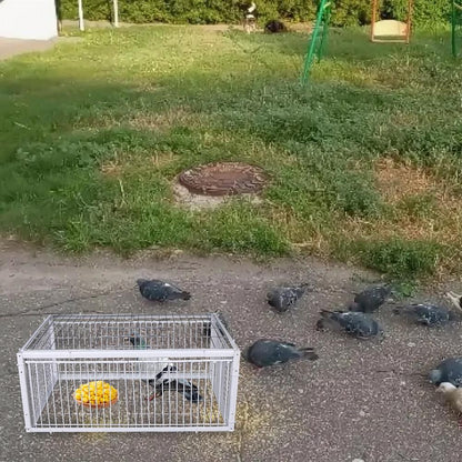 Gaiola de Pássaro Armadilha Automática Gaiola de Coelho Gaiola de Rato Entrada Somente Sem Saída Engrossada Criptografada Coleta Automática de Pombos Gaiola Portátil Para Pássaros