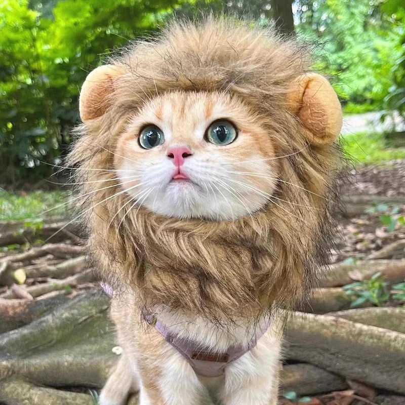 Chapéu de Gato Bonito Gorro de Leão Elástico de Outono Inverno Chapéu para Animais de Estimação Acessórios para Fotos de Gatinhos Decoração Acessórios para Gatos