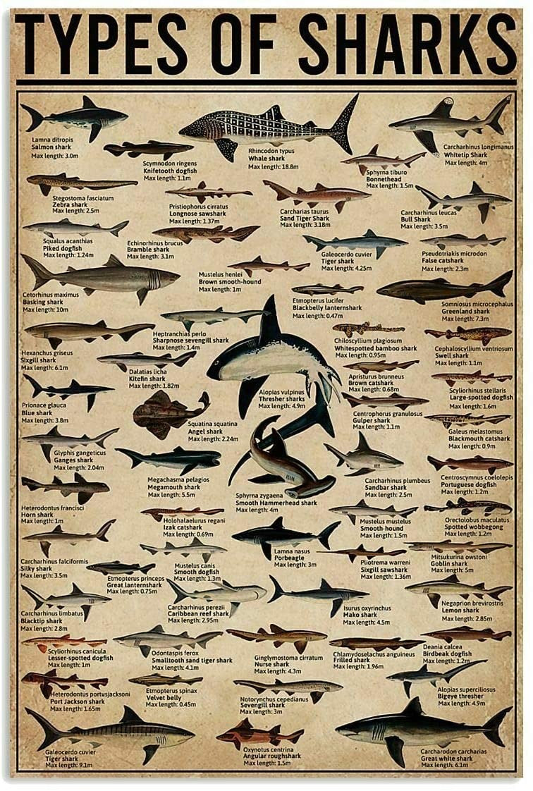 Game Ammo Hunting Cartridges Poster Knowledge Wall Decor Print for New Hunter Metal Tin Sign (12x8Inch) - Retro Tin Sign for
