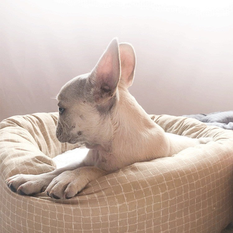 Cama para Pets para Todas as Estações - Tapete para Gatos e Almofada para Cães de Verão com Acolchoamento de Algodão | Móvel Versátil para o Conforto e Descanso Interno do seu Pet