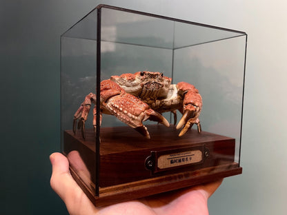 Espécime de caranguejo real Demania Baccalipes, artesanato especial, colecionadores, decoração de casa, ornamento de mesa, personalizado