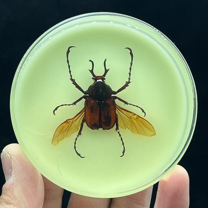 Inseto de Resina (com fluorescente) espécime de decoração artesanato modelo de ensino mesa sala de estar acessórios de decoração para casa