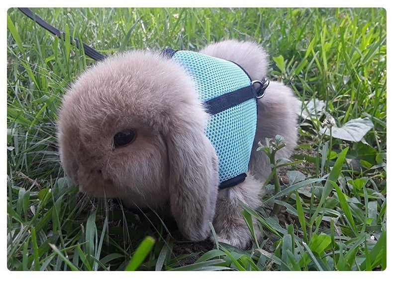 Conjunto de coleira e colete para coelhos, colete respirável para coelhos, furões, porquinhos-da-índia, esquilos, coleira macia e ajustável para animais de estimação pequenos
