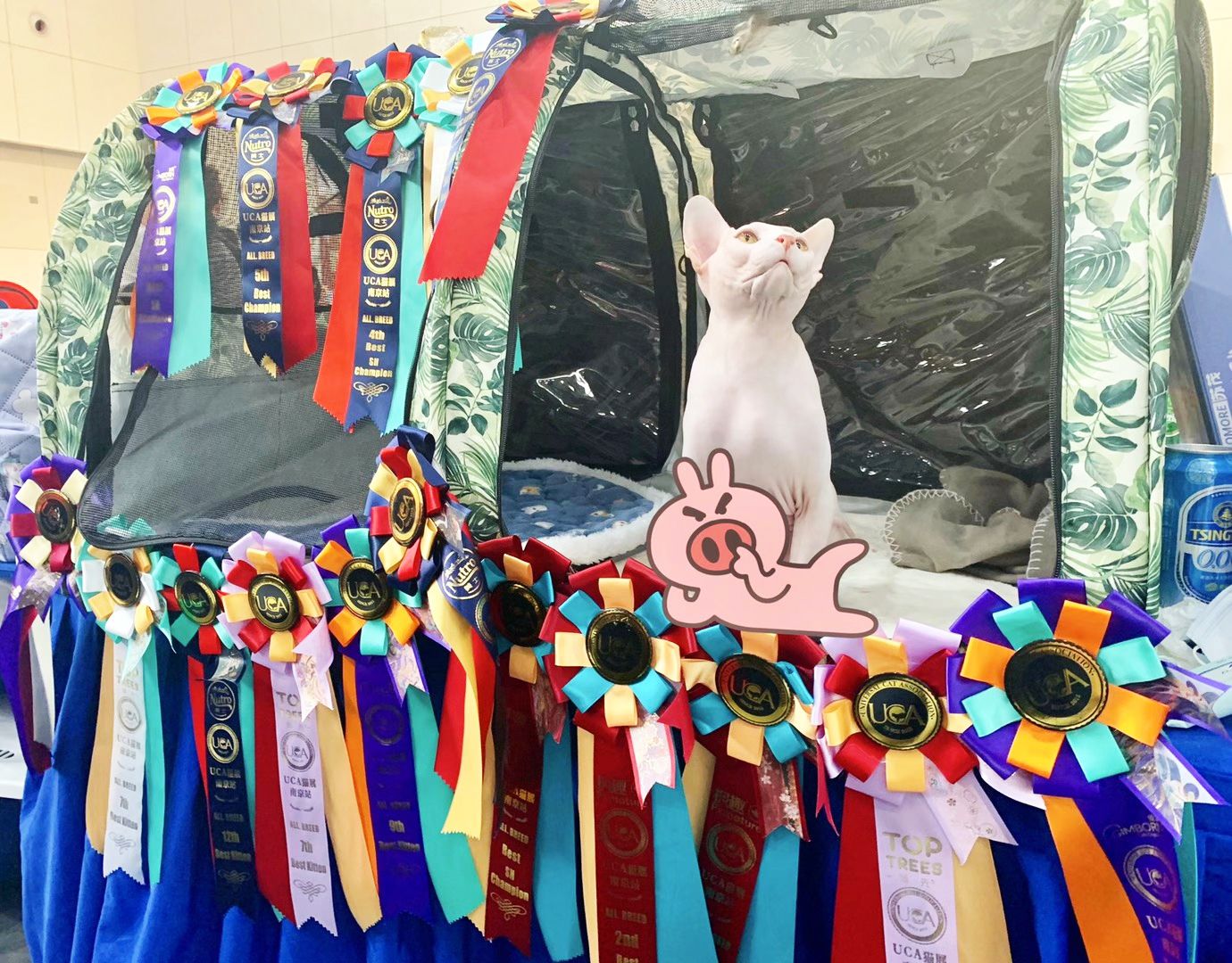 EFCAT Tenda de Exposição Dobrável para Gatos, Gaiola Grande, Casa, Gatinho, Sala de Parto, Gaiola Portátil Profissional para Exposição de Gatos