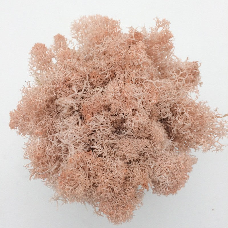 200/1000g Quality Artificial Green Plant Eternal Life Moss Fake Flower Moss Grass Home Living Decorative Wall DIY Micro Landscap