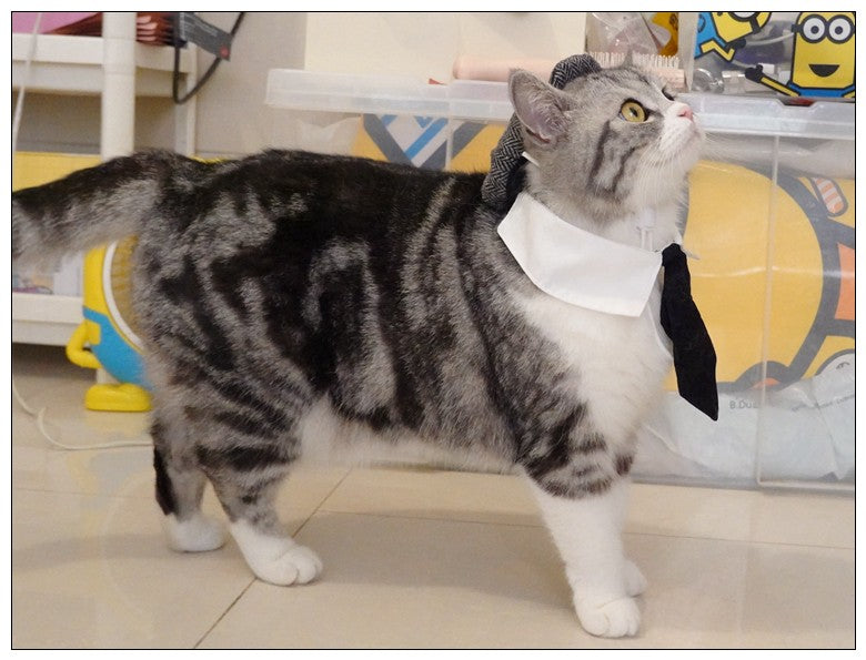 Chapéu Engraçado Para Gatos de Estimação, Boina, Gravata Borboleta, Fantasia de Banho, Gângster Bonito, Adereço de Foto, Fantasia de Halloween Para Animais de Estimação