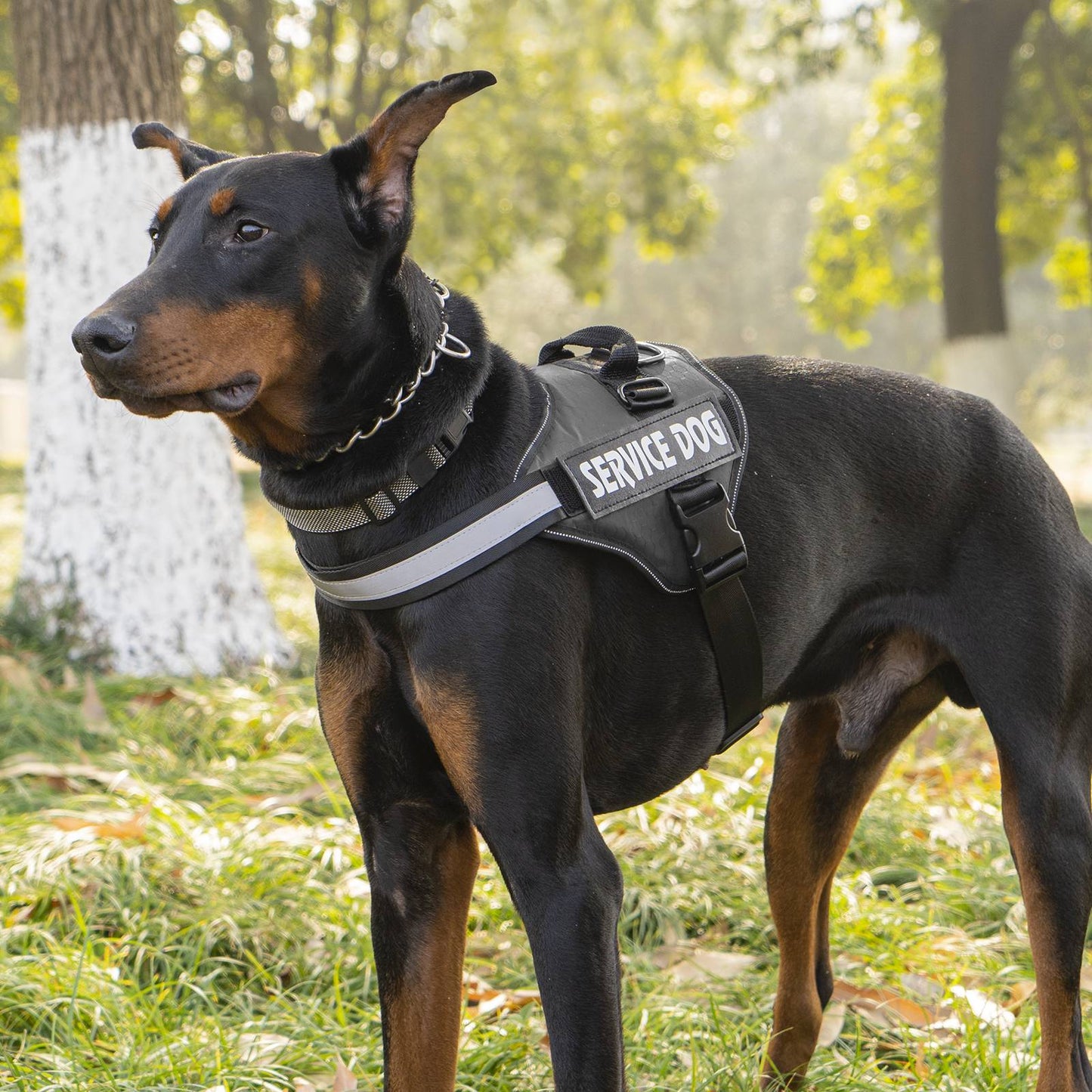 Peitoral Para Cachorro Sem Puxar, Refletivo, Ajustável, Sem Sufocamento, Colete Para Animais De Estimação Com Alça Para Fácil