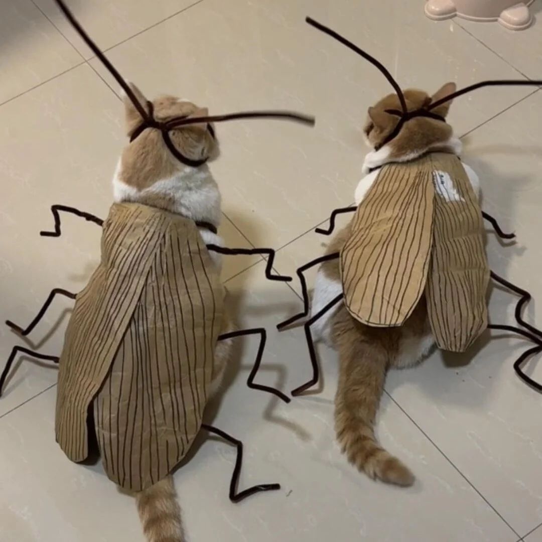 1 pacote de Fantasia de Gato de Barata, para RPG, Material para DIY Fácil, Fantasia Respirável para Pet