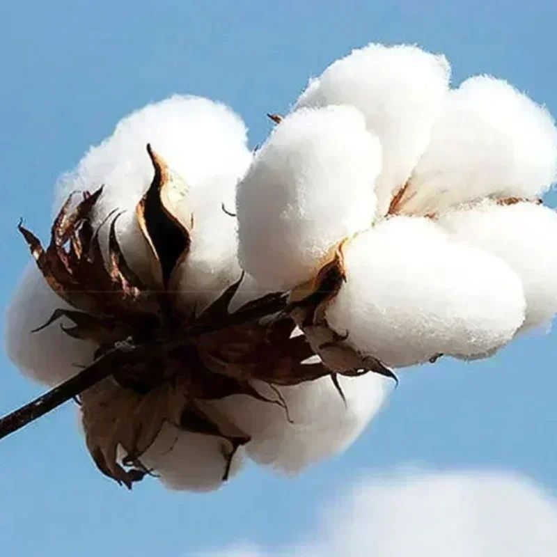 Singer Rauw Alejandro Album Graphics 2025 Autumn/Winter 100% Cotton Printing Hoodie Men's Hip Hop Classic Pop Music Oversized